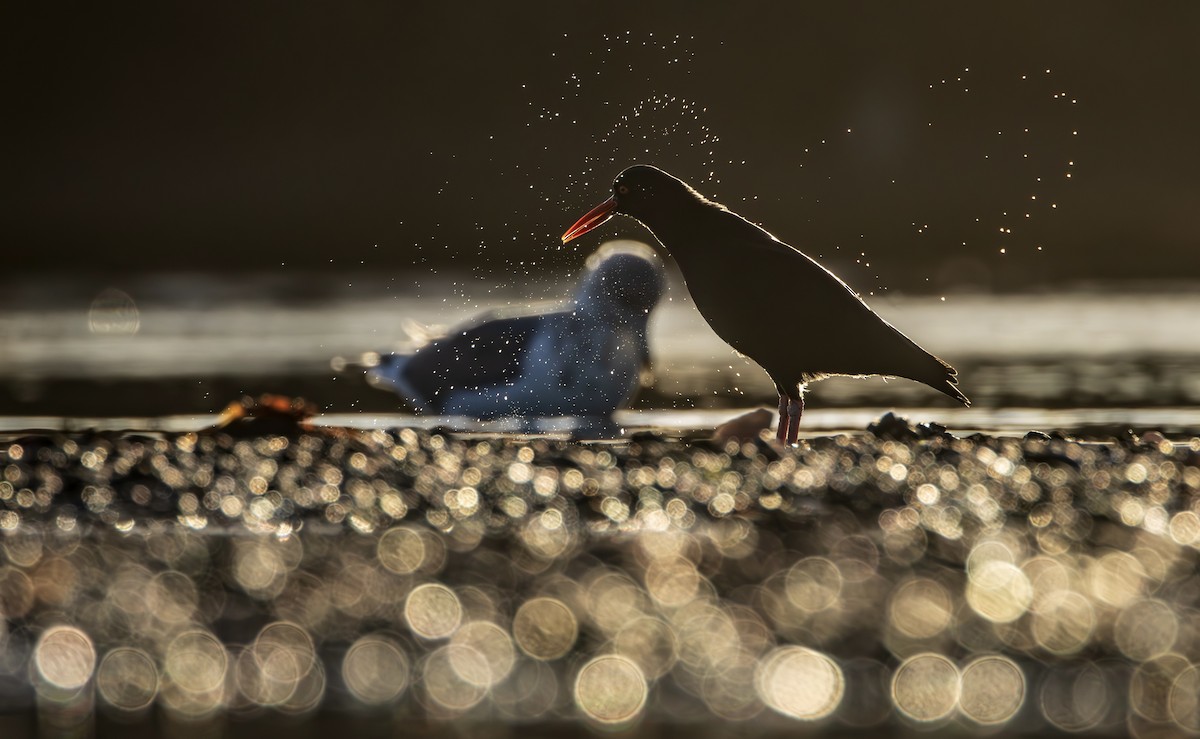 Ostrero Negro Norteamericano - ML645900686