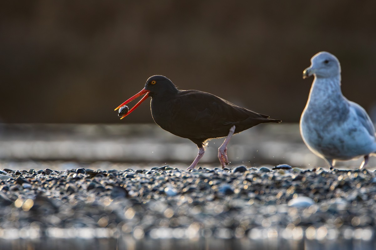 Ostrero Negro Norteamericano - ML645900687