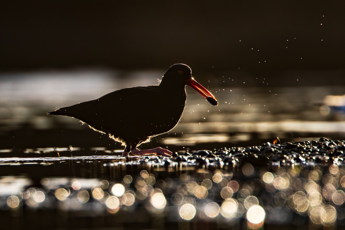 Ostrero Negro Norteamericano - ML645900688