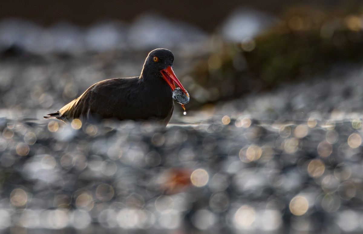 Ostrero Negro Norteamericano - ML645900689