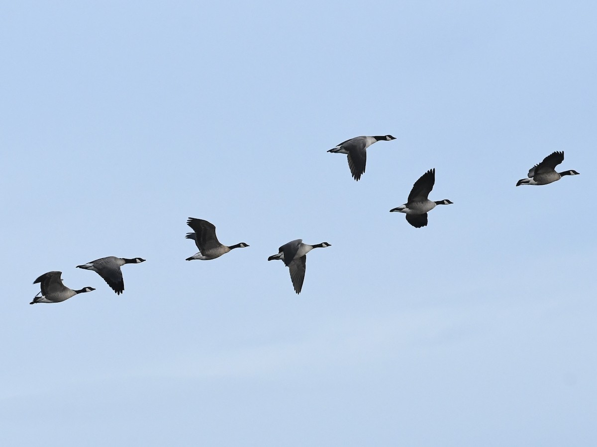 Barnacla Canadiense Chica - ML645900693