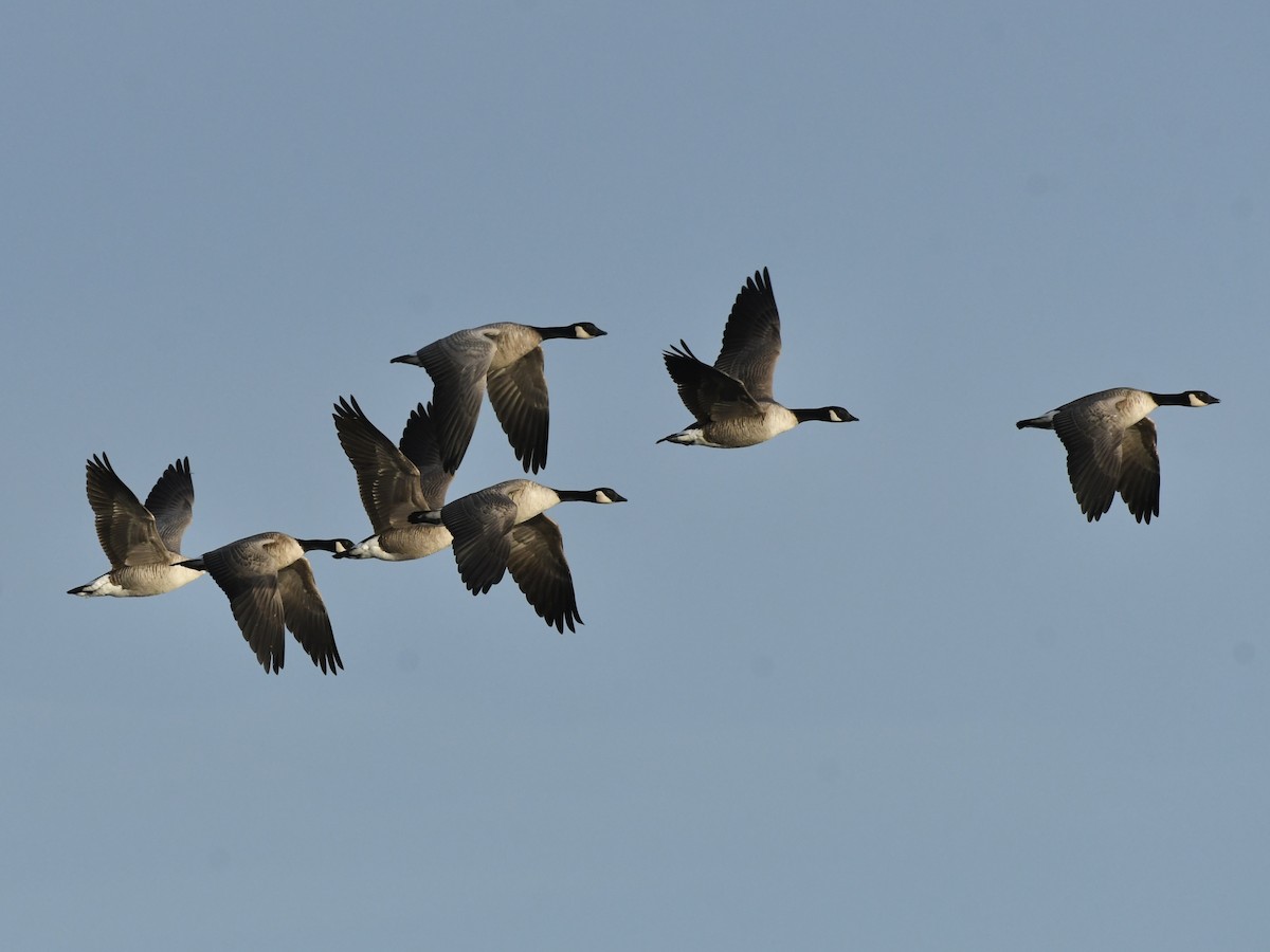 Barnacla Canadiense Chica - ML645900694