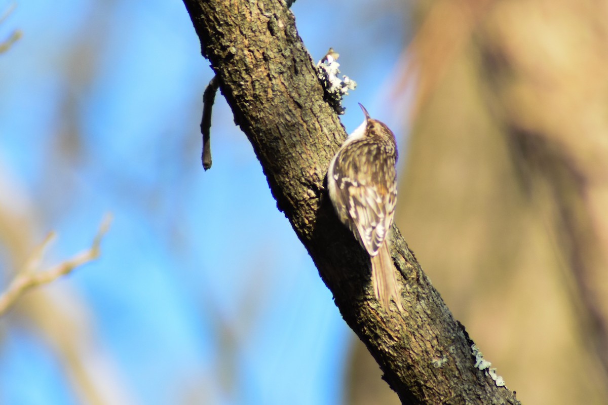 Brown Creeper - ML645900708