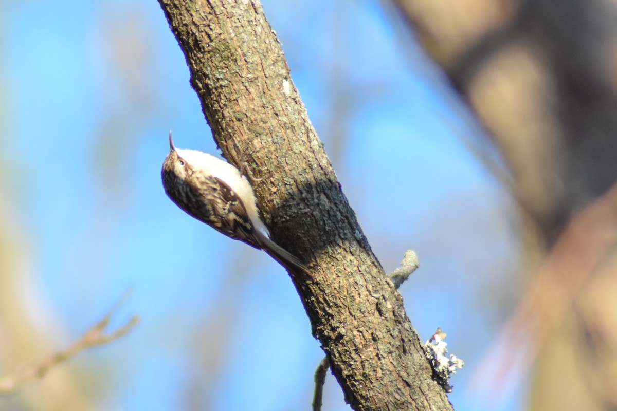 Brown Creeper - ML645900709