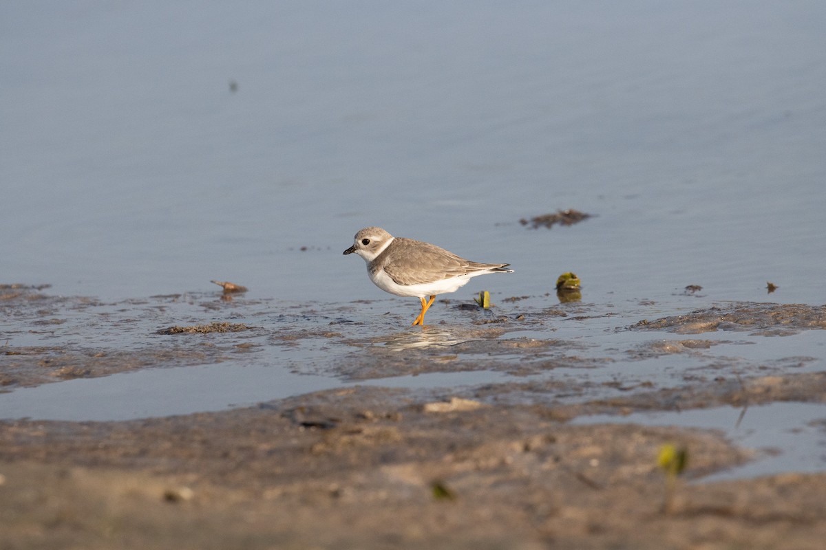 Piping Plover - ML645900712