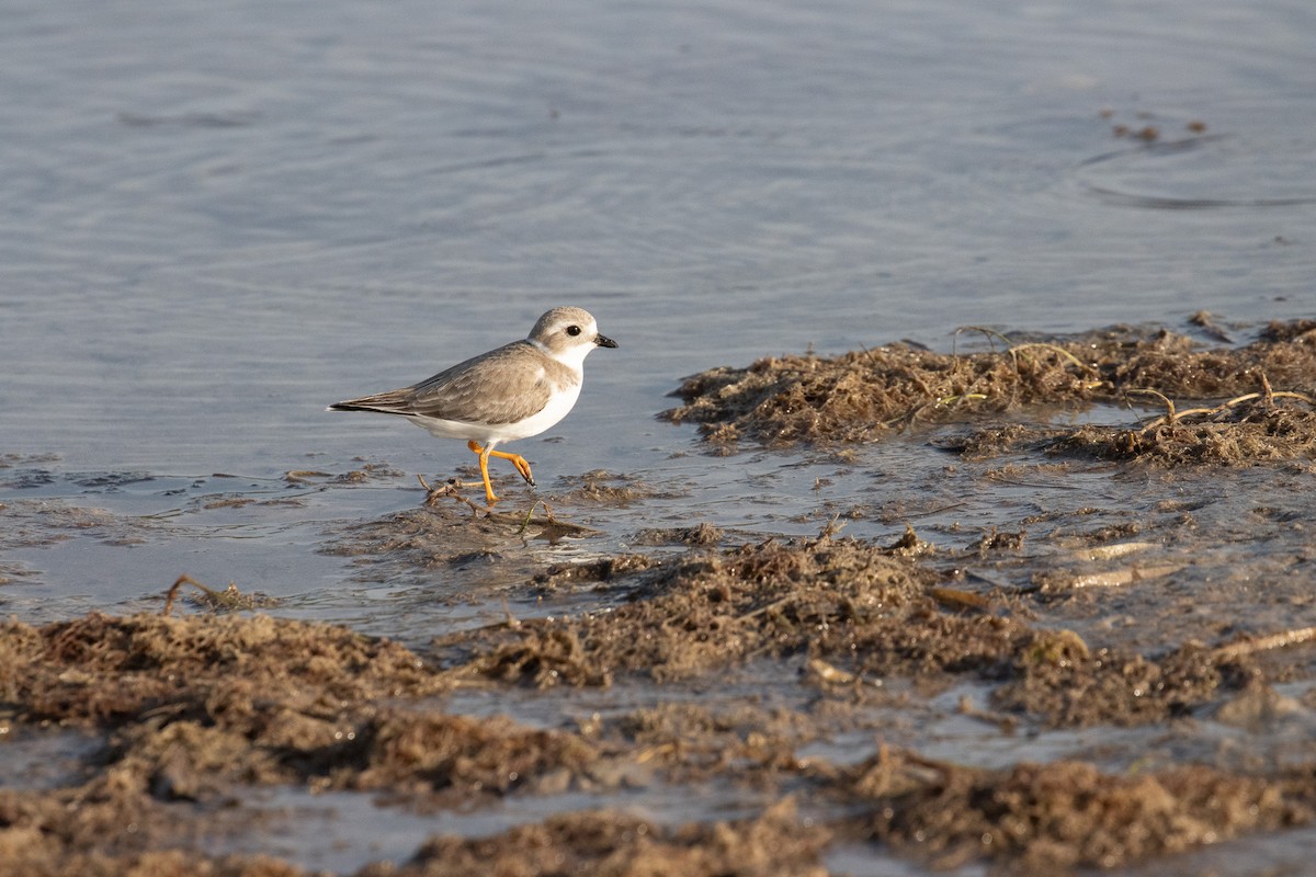 Piping Plover - ML645900713