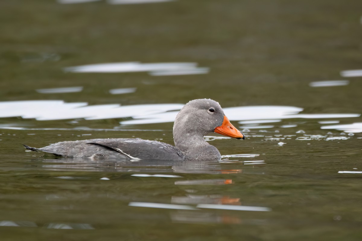 オオフナガモ - ML645900717