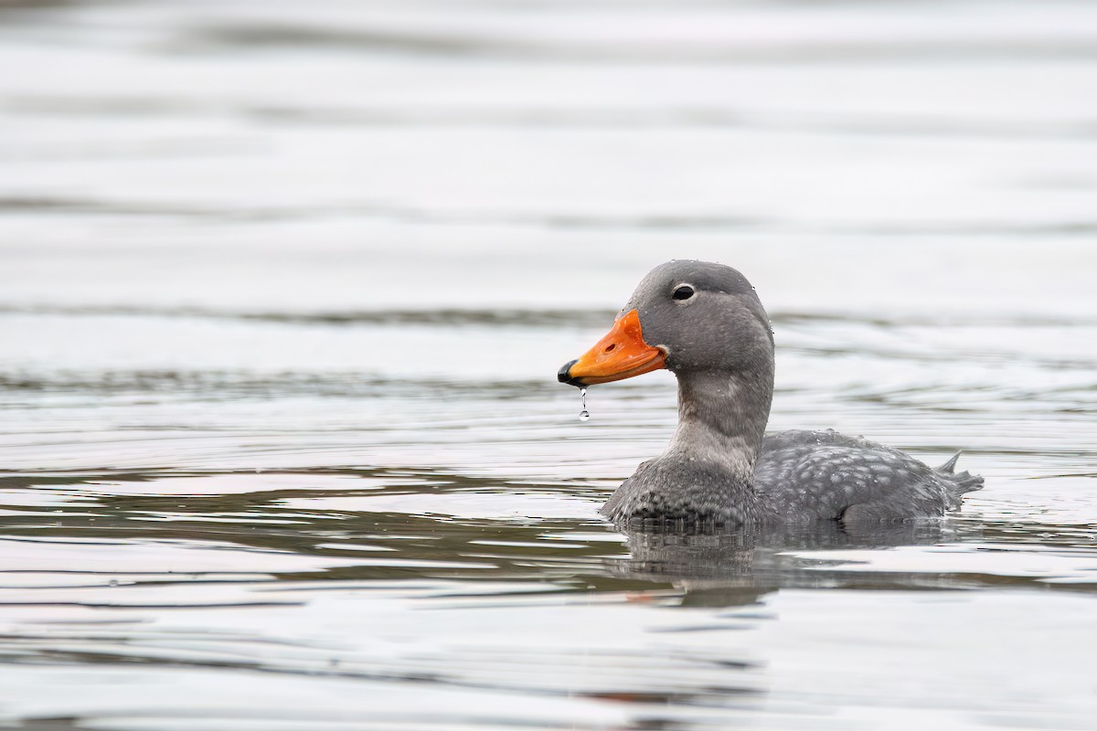 オオフナガモ - ML645900718