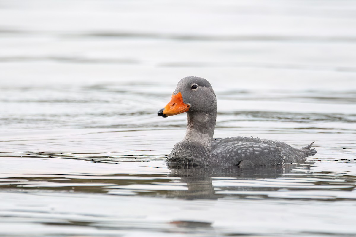 オオフナガモ - ML645900719