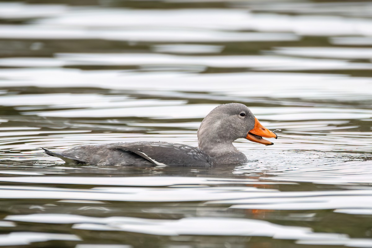 オオフナガモ - ML645900720