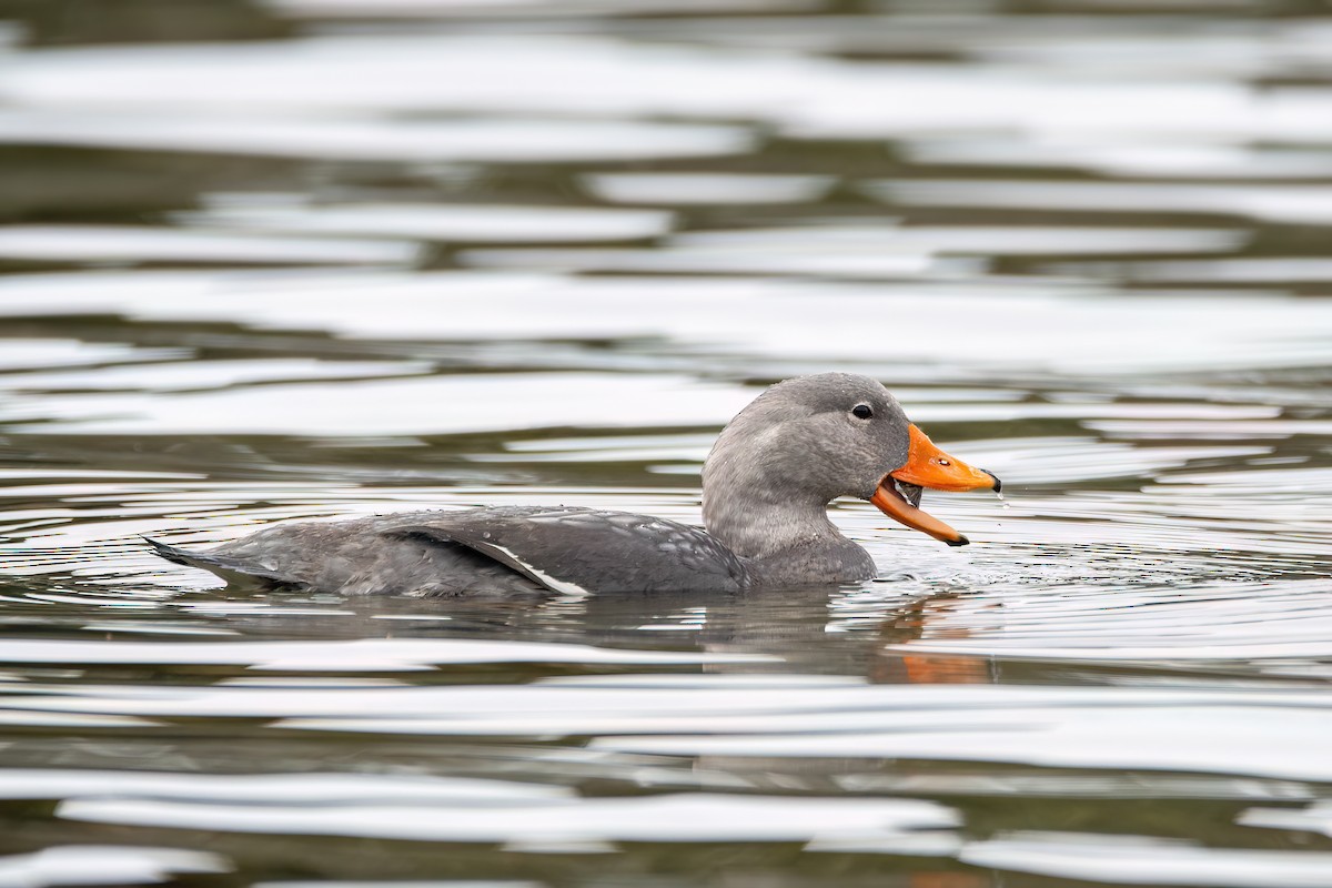 オオフナガモ - ML645900721