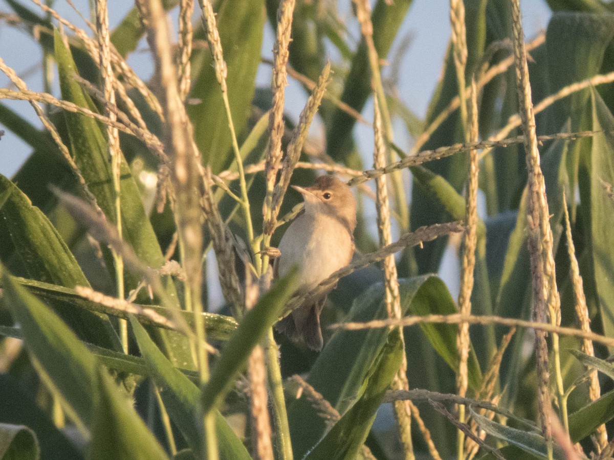 rákosník obecný - ML645900722