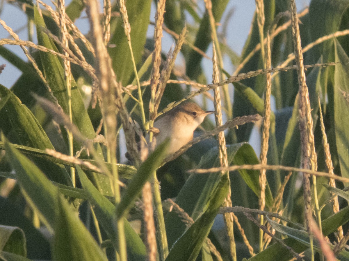 rákosník obecný - ML645900723