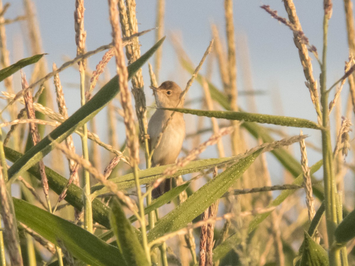 rákosník obecný - ML645900724