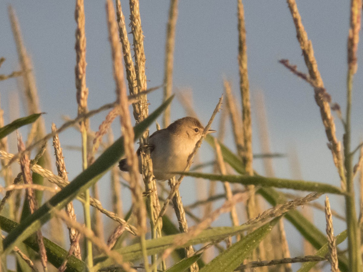 rákosník obecný - ML645900725