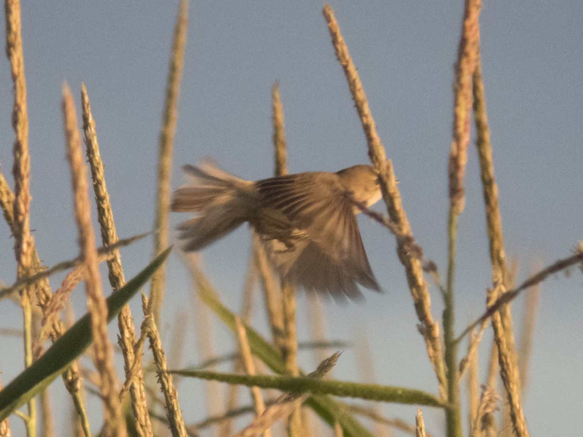 rákosník obecný - ML645900726
