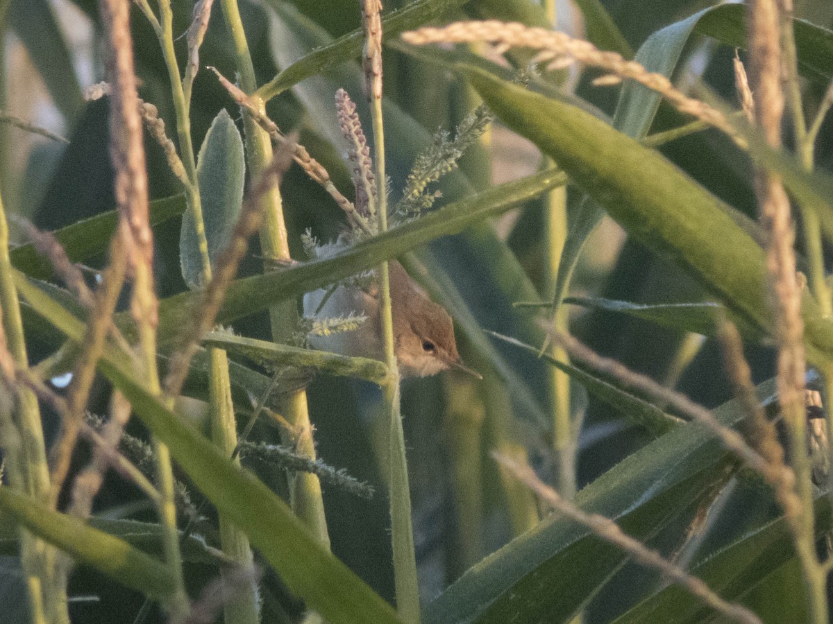 rákosník obecný - ML645900727