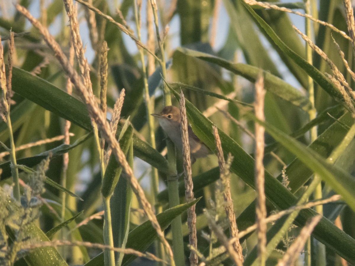 rákosník obecný - ML645900728