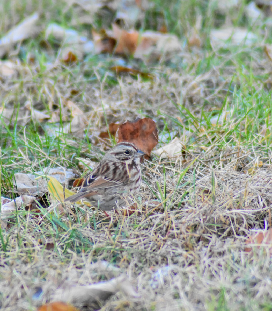 Song Sparrow - ML645900729