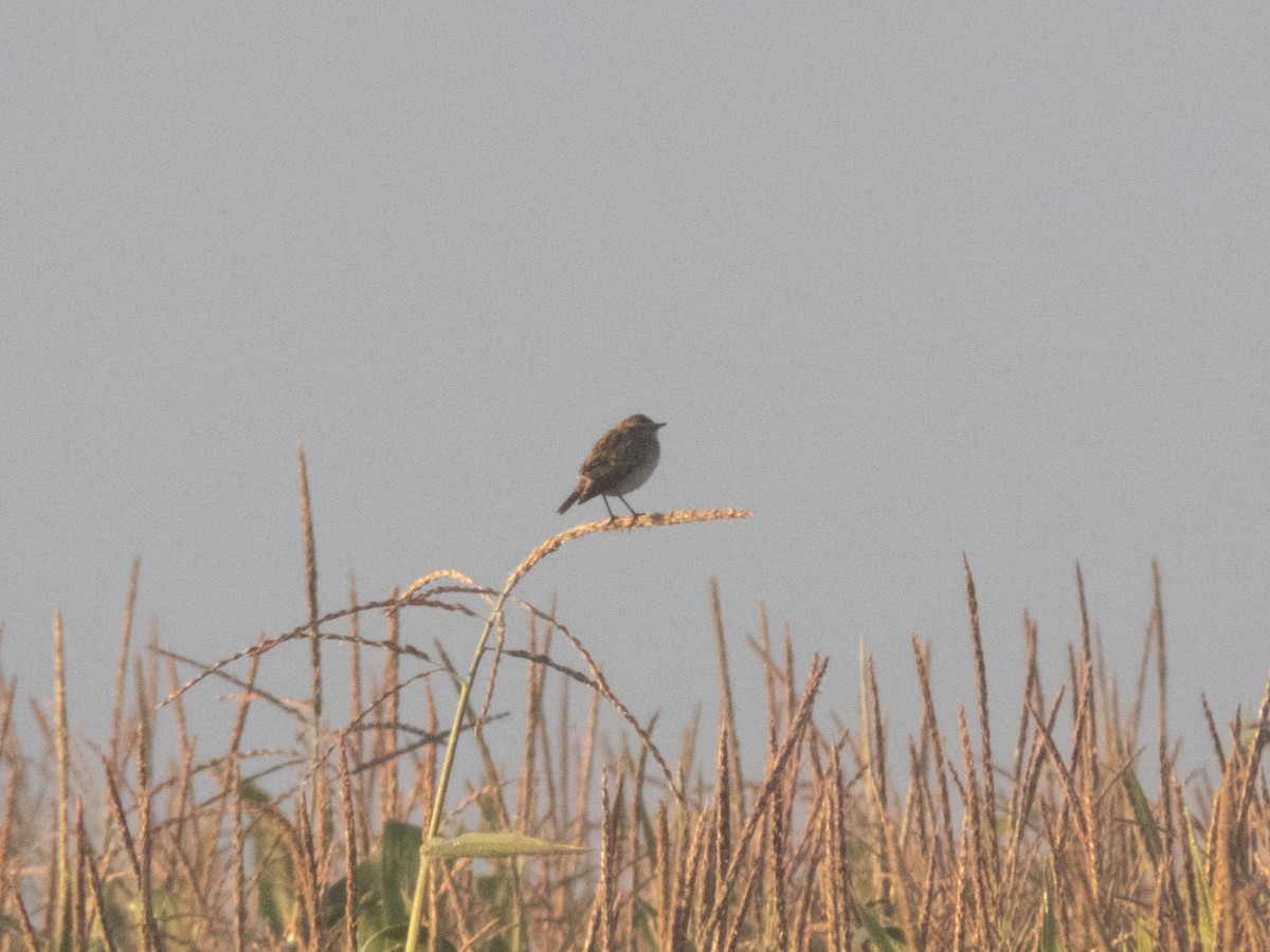 bramborníček hnědý - ML645900734