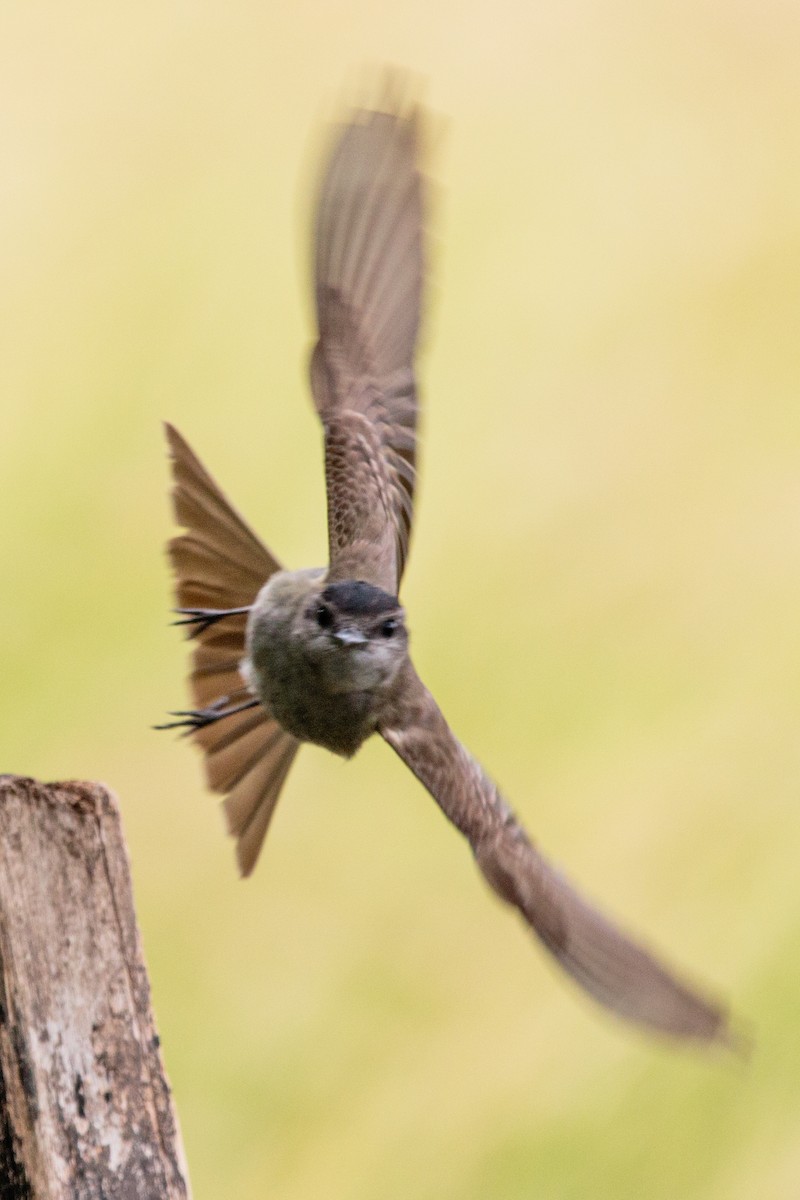 Crowned Slaty Flycatcher - ML645900736