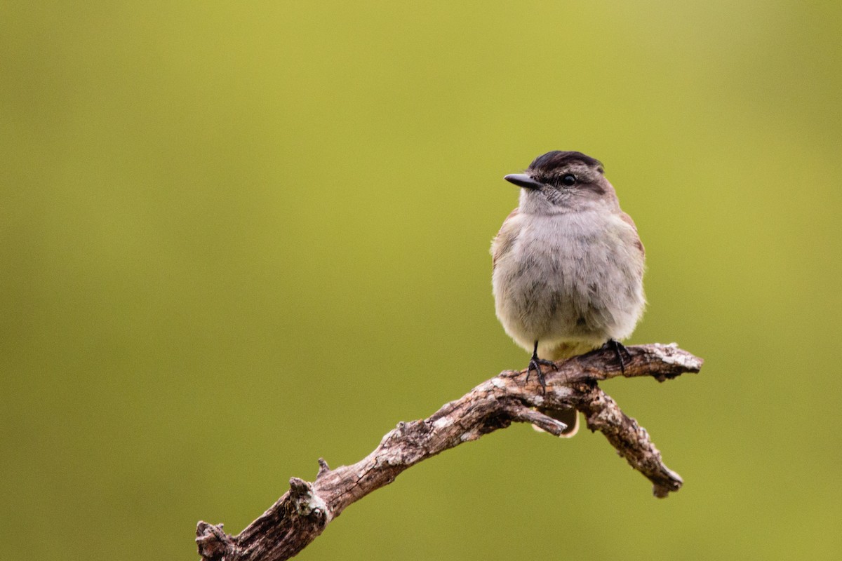 Crowned Slaty Flycatcher - ML645900737