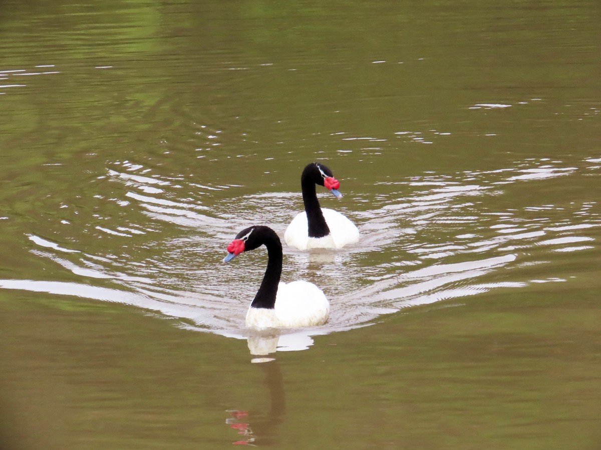 Black-necked Swan - ML645900740
