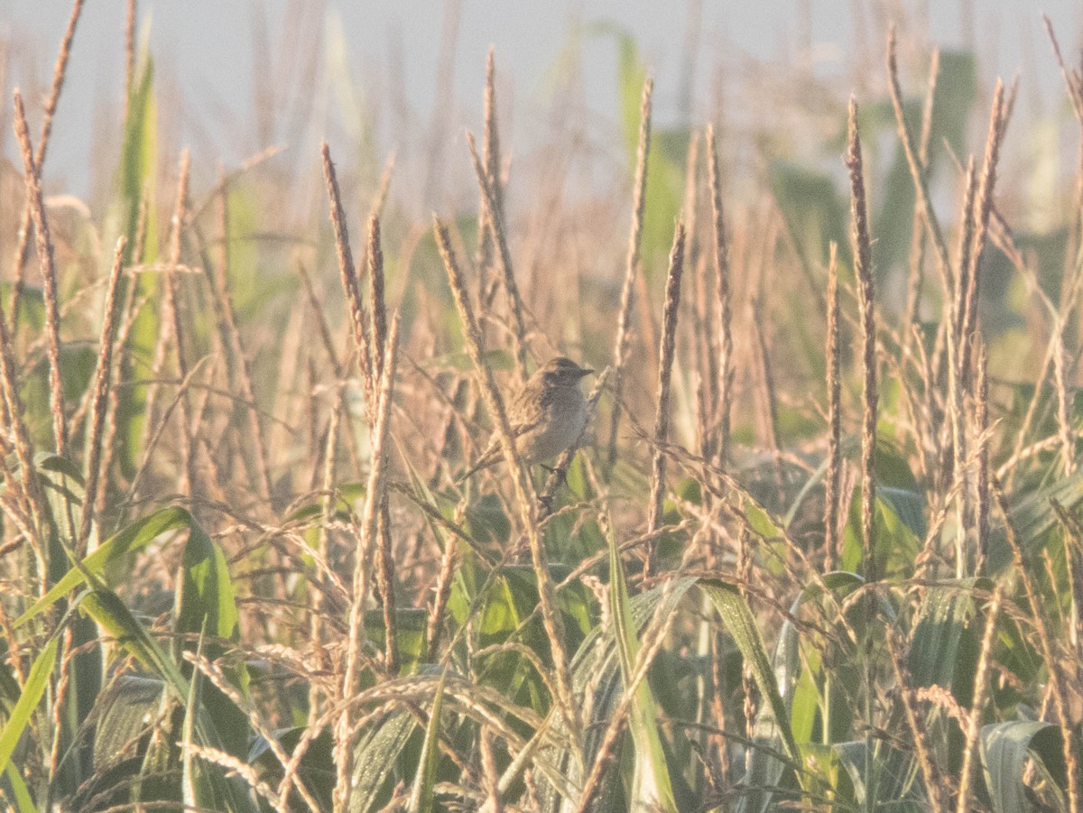 bramborníček hnědý - ML645900741