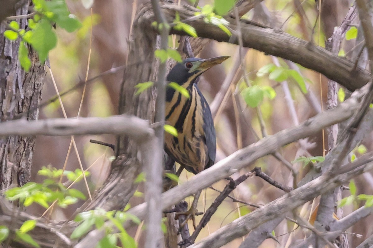 Kurşuni Küçük Balaban - ML645900743