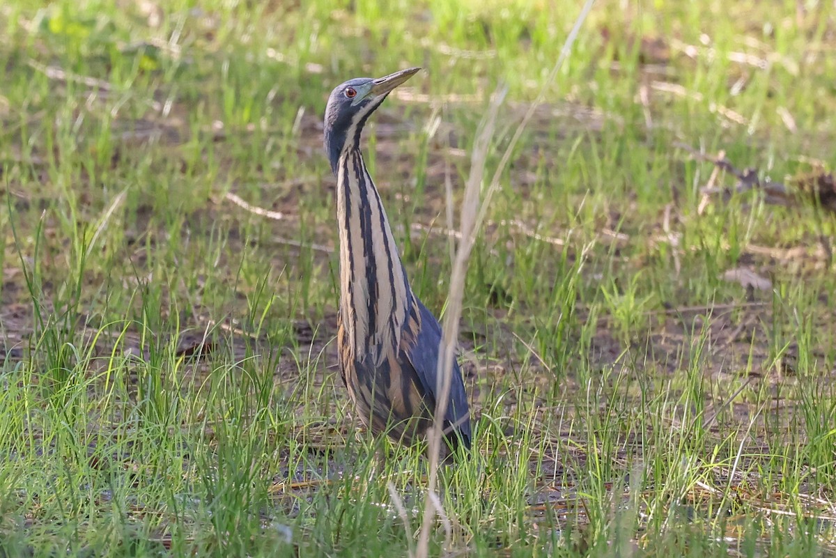 Kurşuni Küçük Balaban - ML645900744