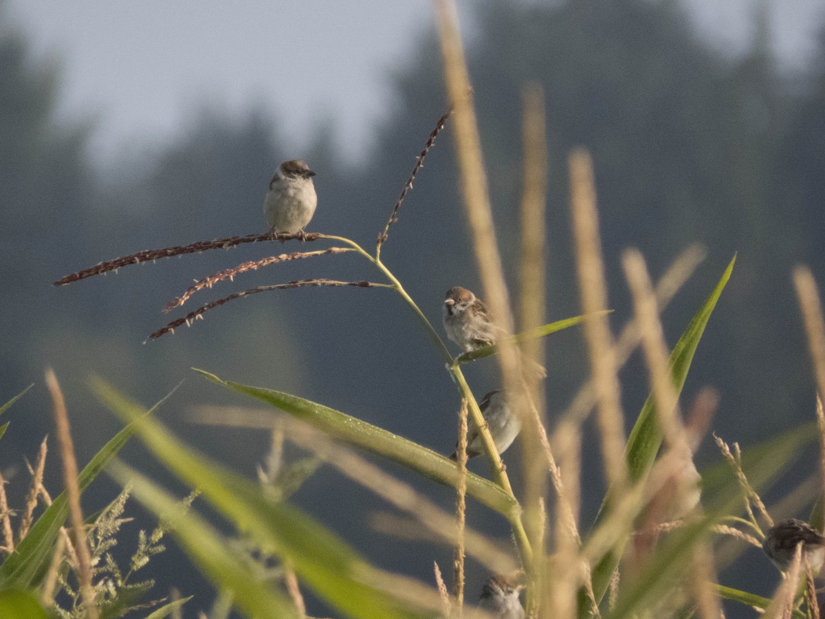 vrabec polní - ML645900745