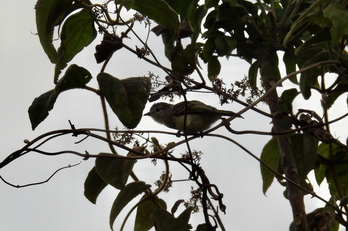 Planalto Tyrannulet - ML645900746