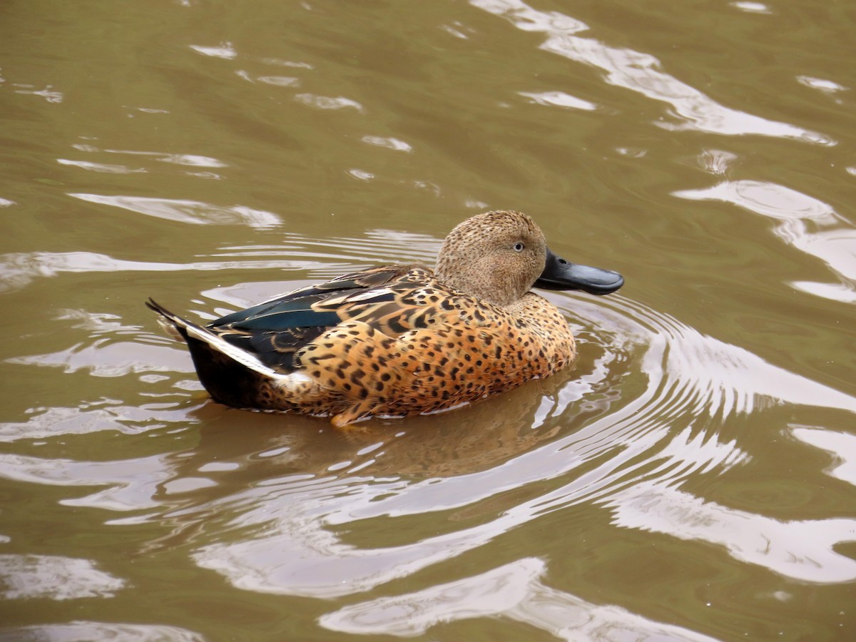 Red Shoveler - ML645900747