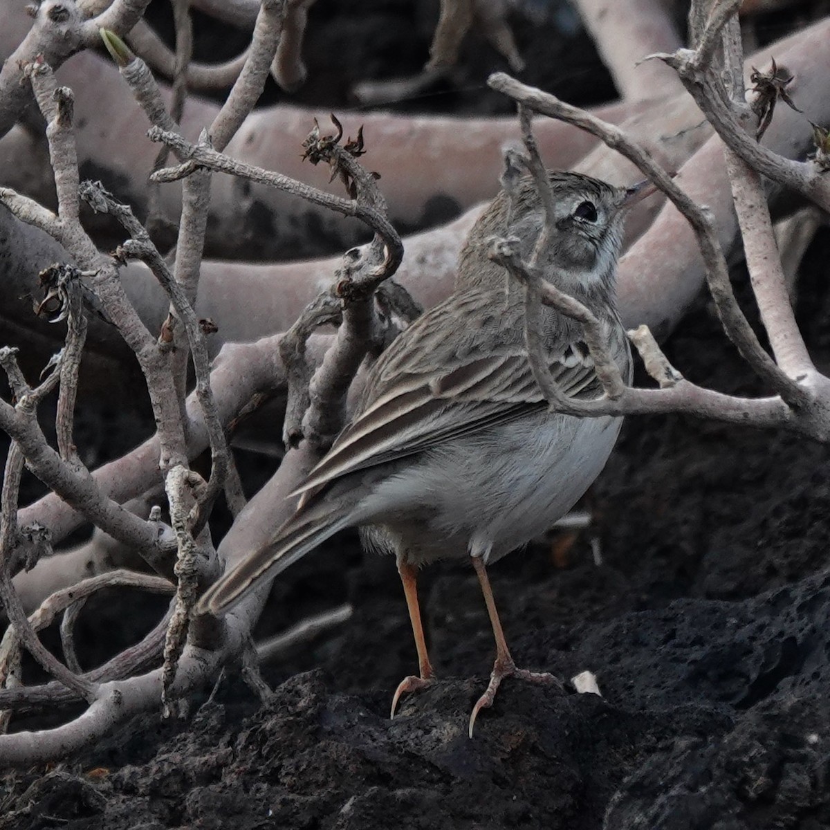 Berthelot's Pipit - ML645900753