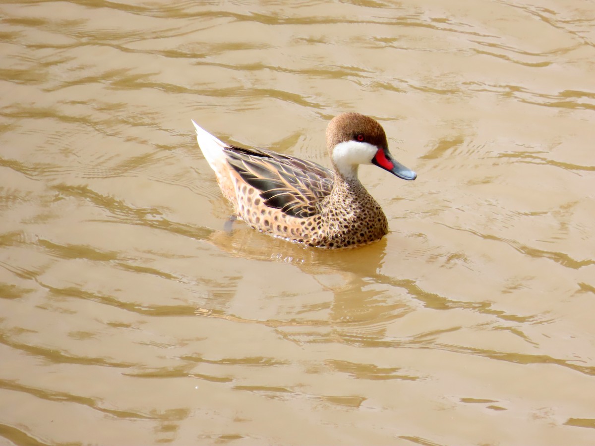 White-cheeked Pintail - ML645900754