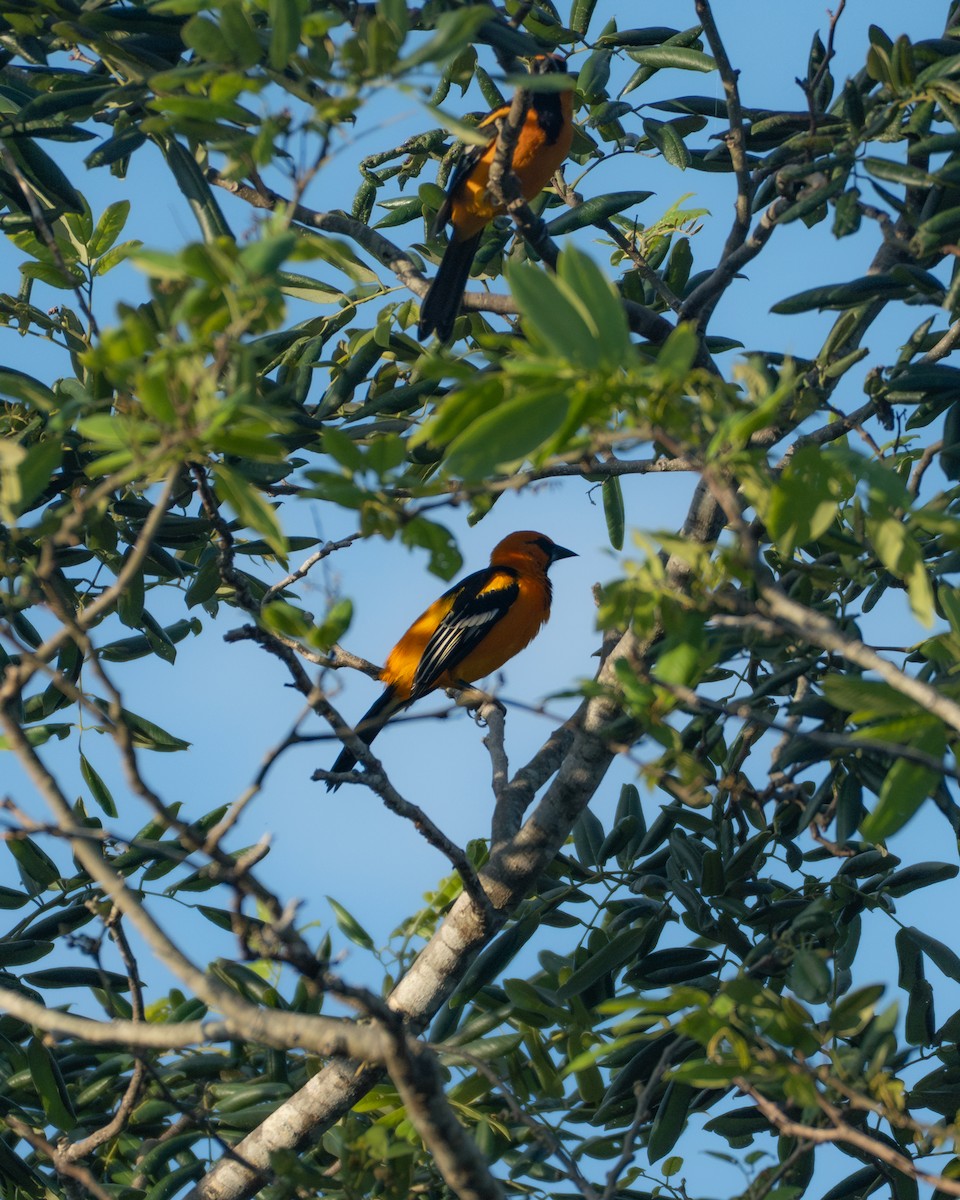 Altamira Oriole - ML645900760