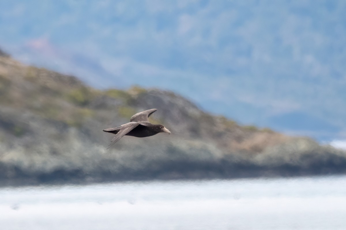 Southern Giant-Petrel - ML645900761