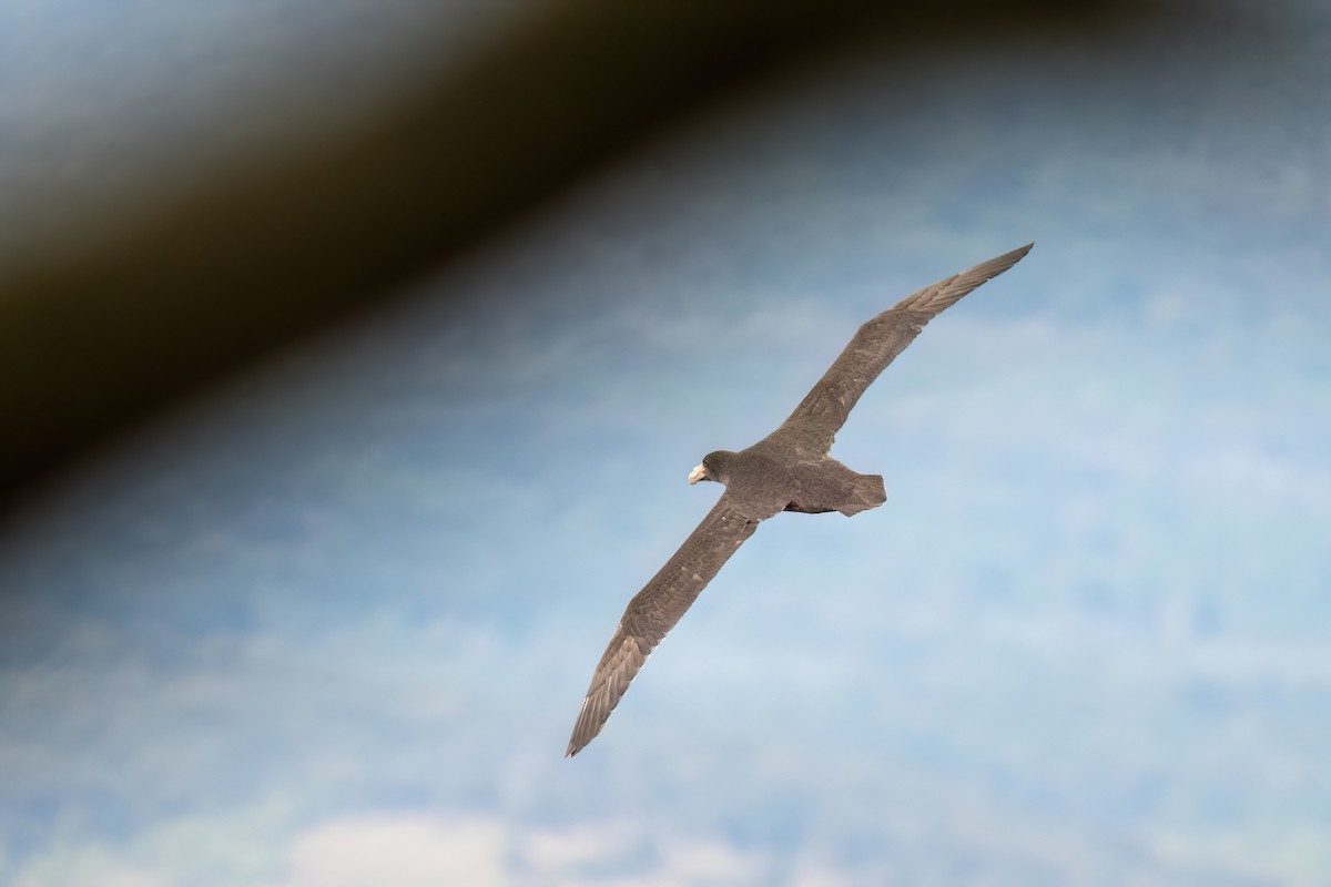 Southern Giant-Petrel - ML645900762
