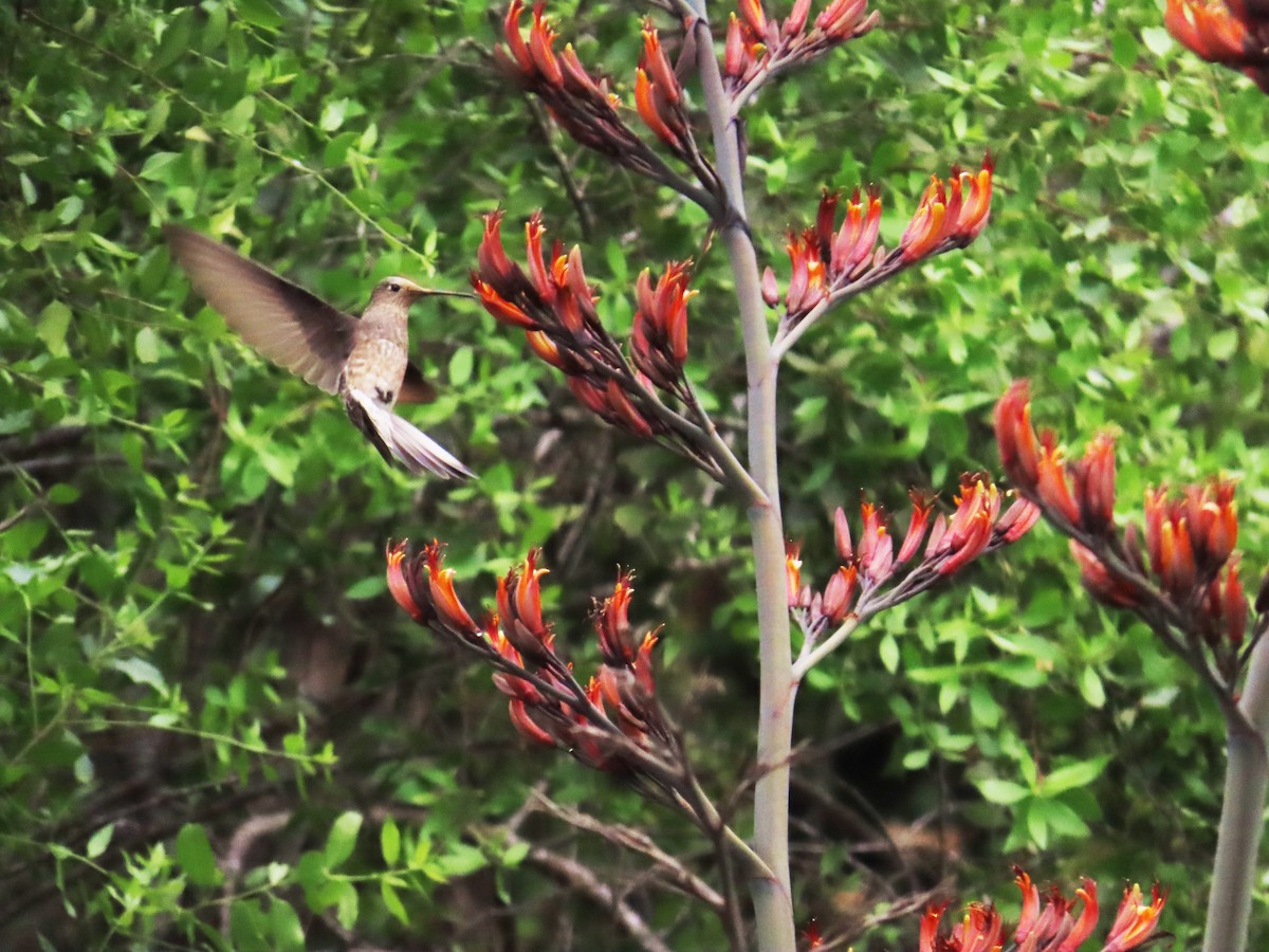 kolibřík velký - ML645900764