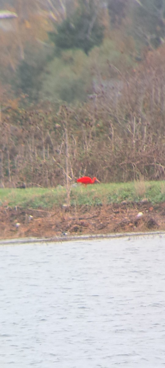 Scarlet Ibis - ML645900770