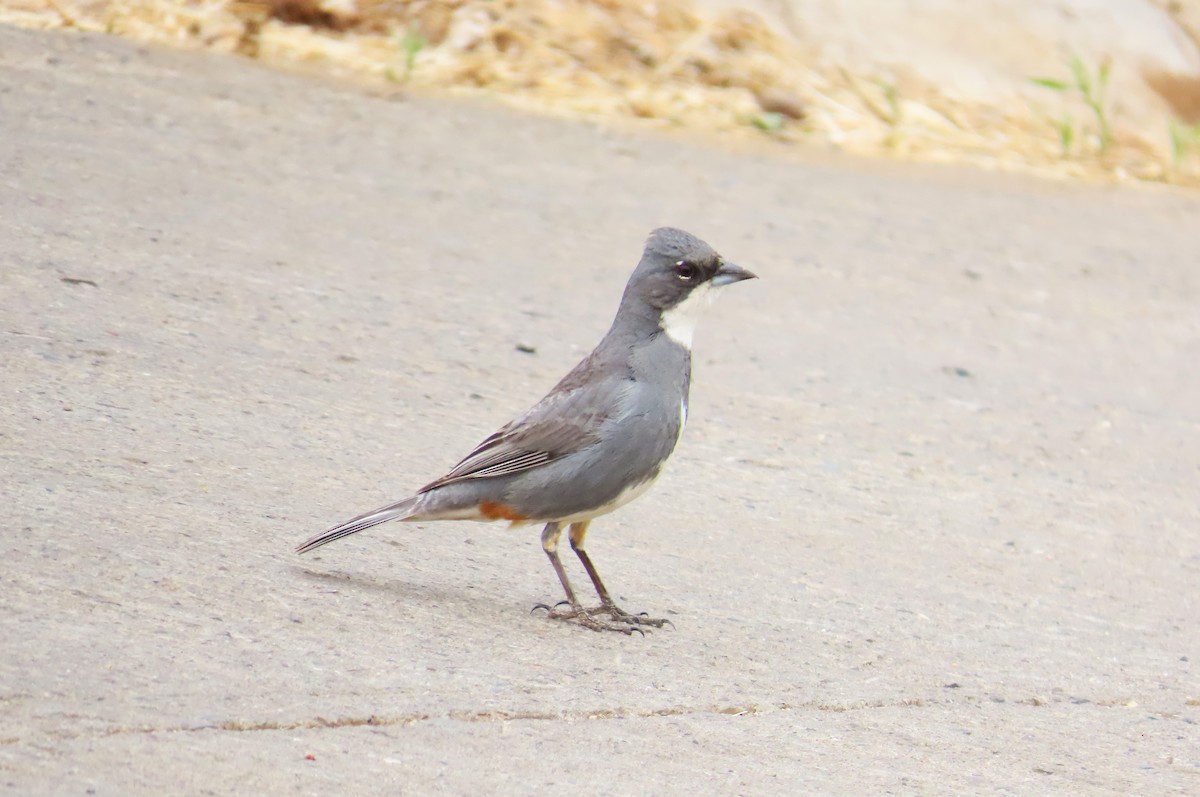 Diuca Finch - ML645900771