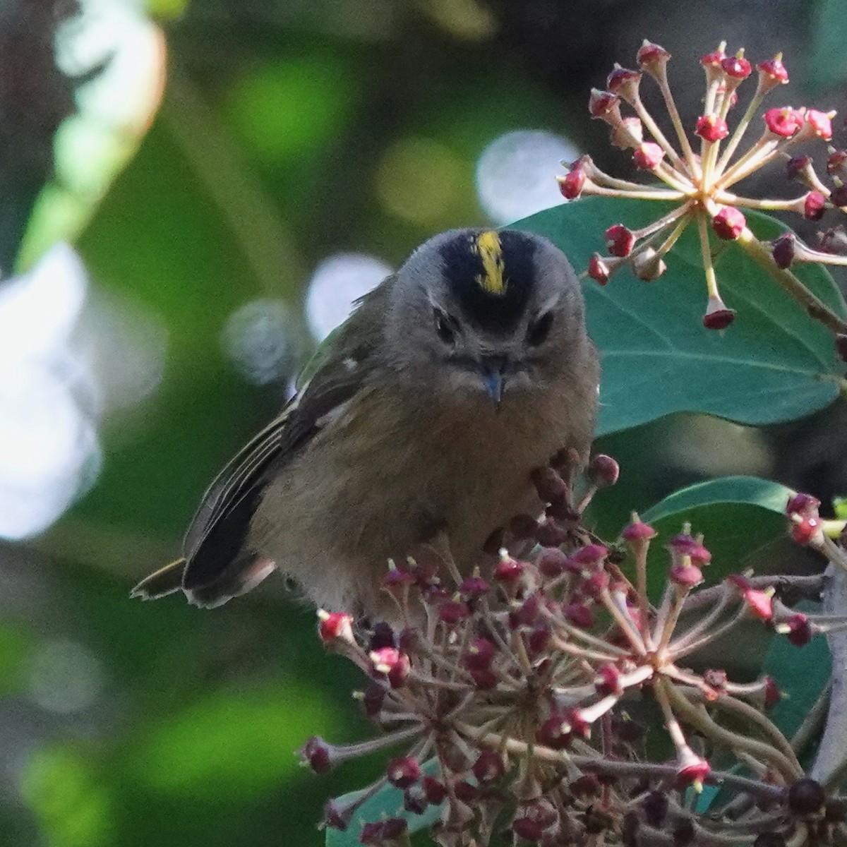 Goldcrest (Tenerife) - ML645900774