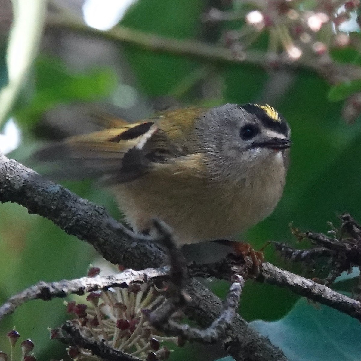 Goldcrest (Tenerife) - ML645900775