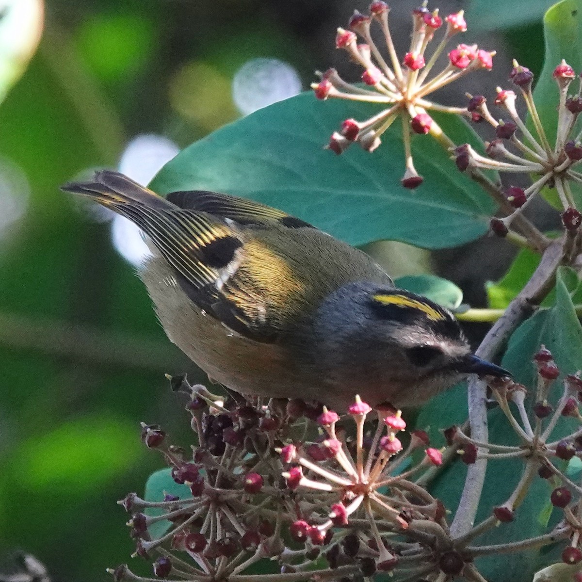 Goldcrest (Tenerife) - ML645900776