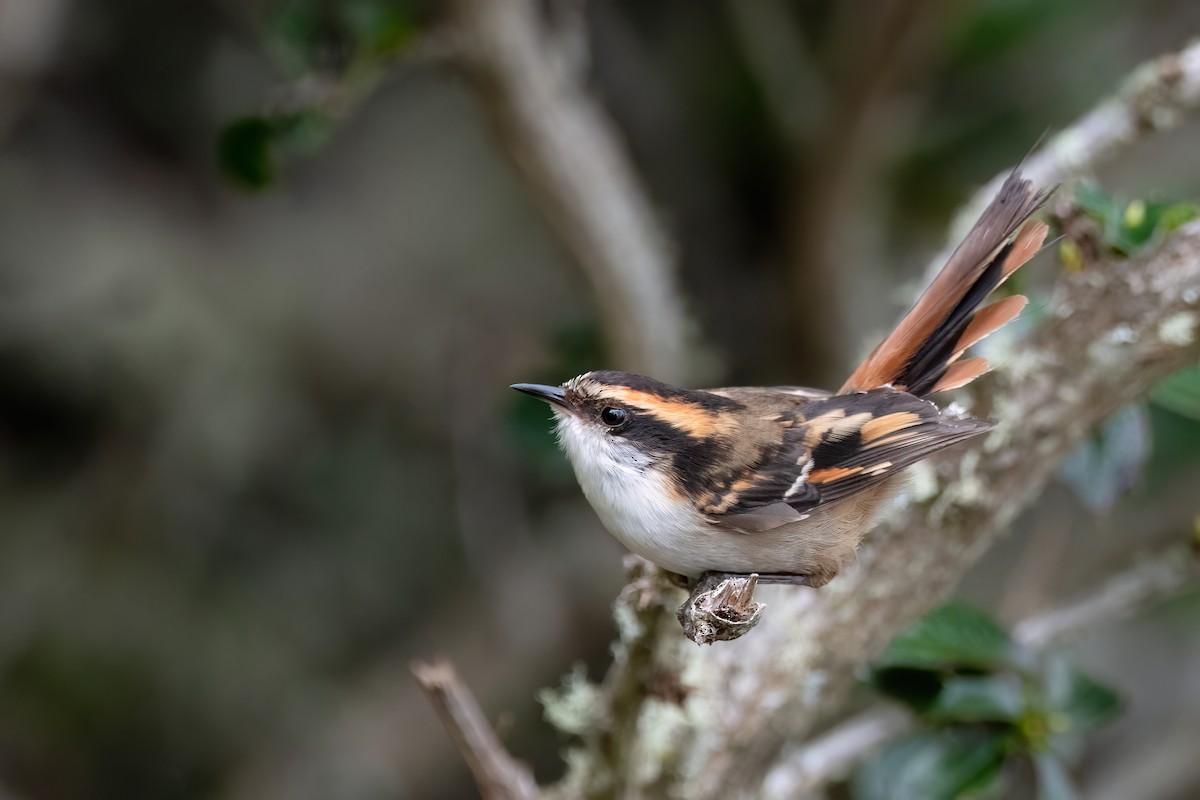 ハリオカマドドリ - ML645900778