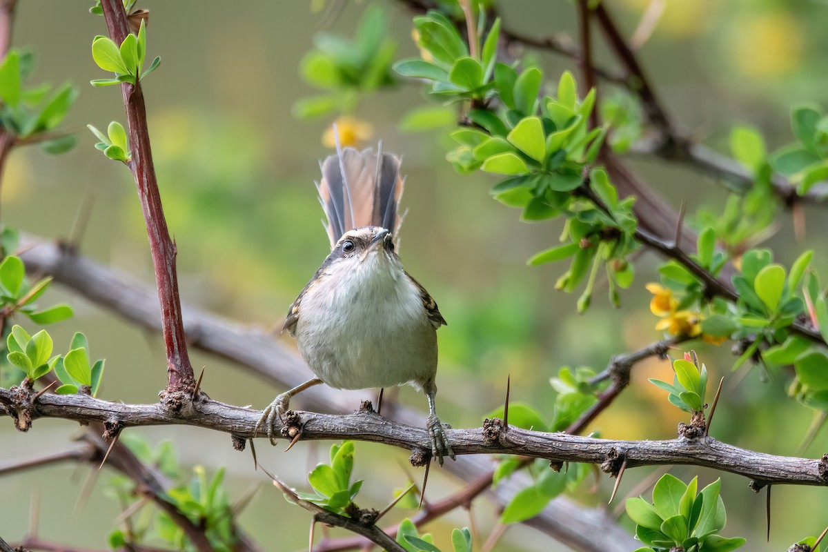 ハリオカマドドリ - ML645900780
