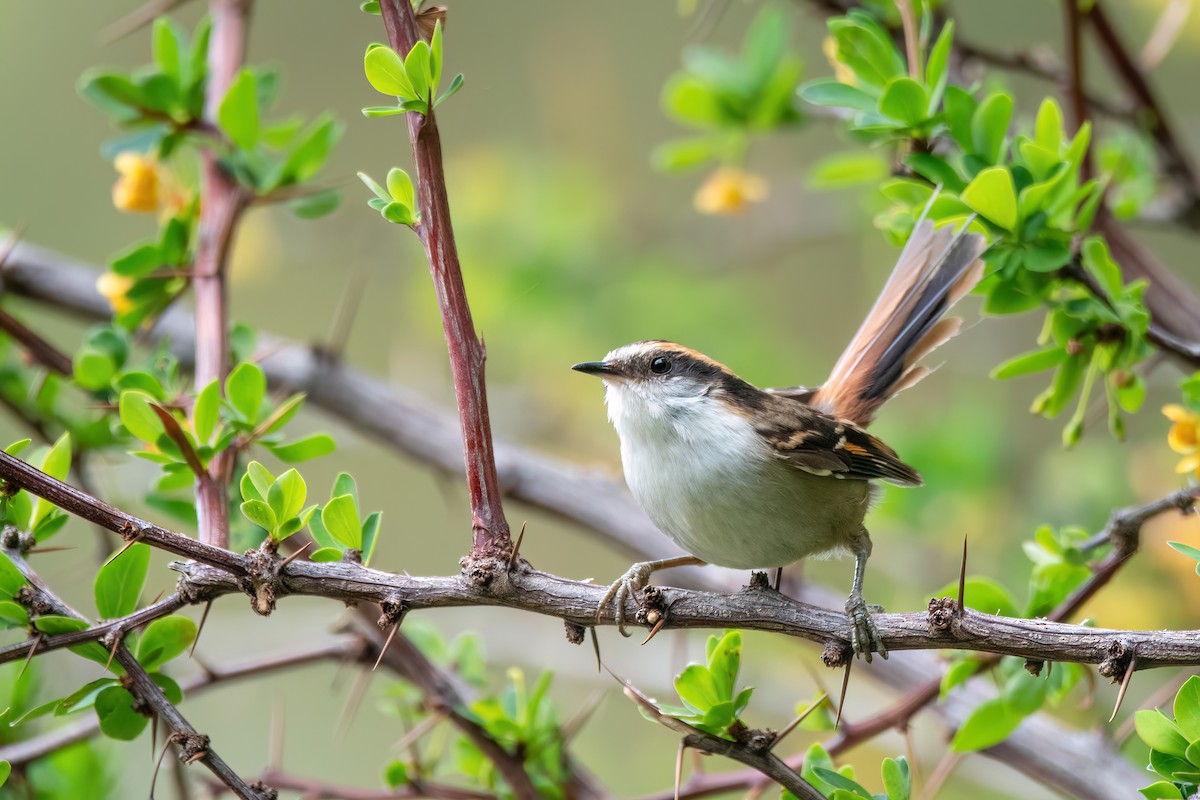 ハリオカマドドリ - ML645900781