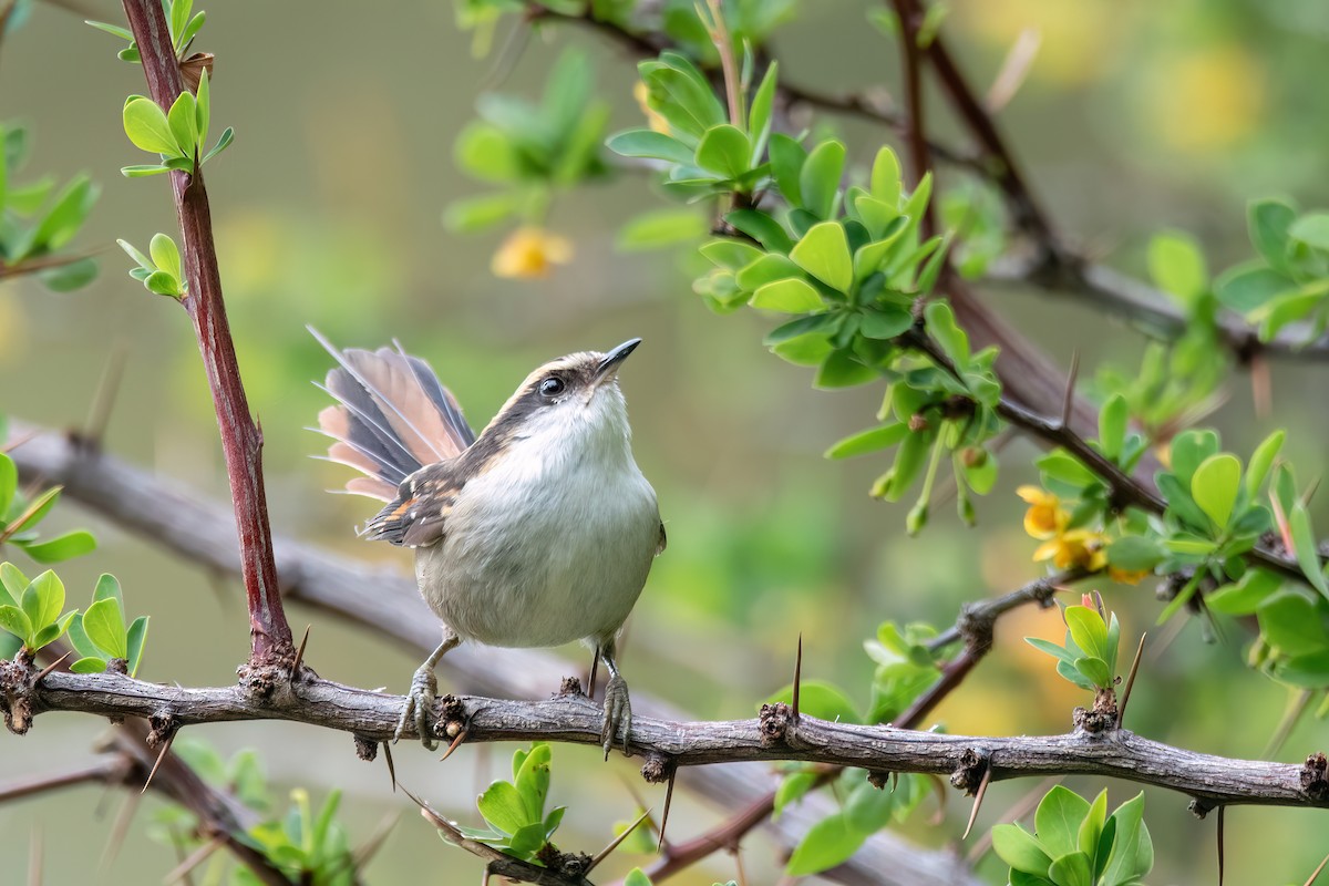 ハリオカマドドリ - ML645900782