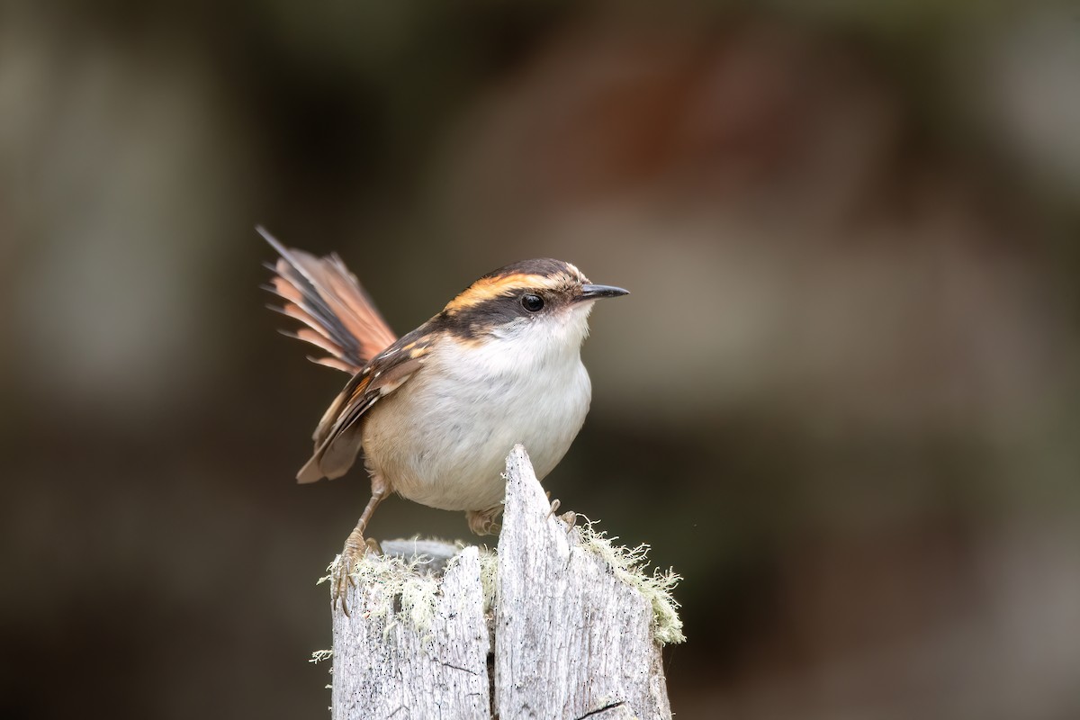 ハリオカマドドリ - ML645900783