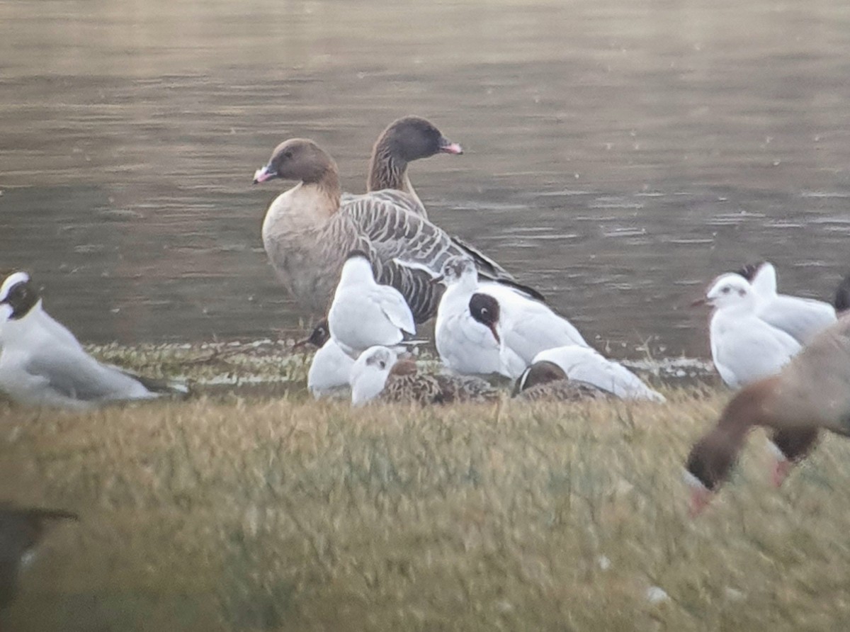 Pink-footed Goose - ML645900784